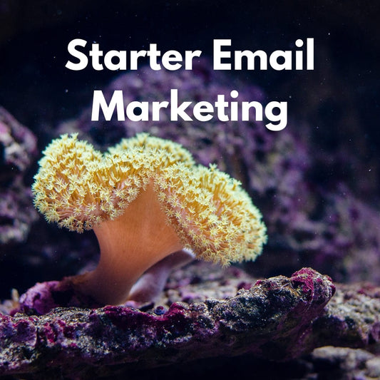 Starter Email Marketing