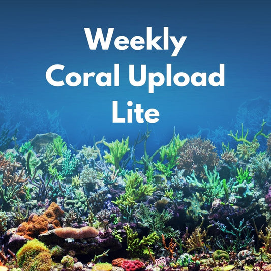 Weekly Lite Coral Upload