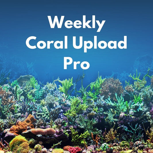 Weekly Pro Coral Upload